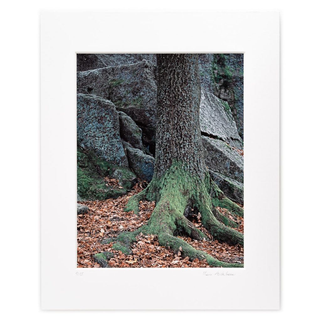 Mighty Oak in Front of Granite Blocks, Gmünd, Niederösterreich, AT